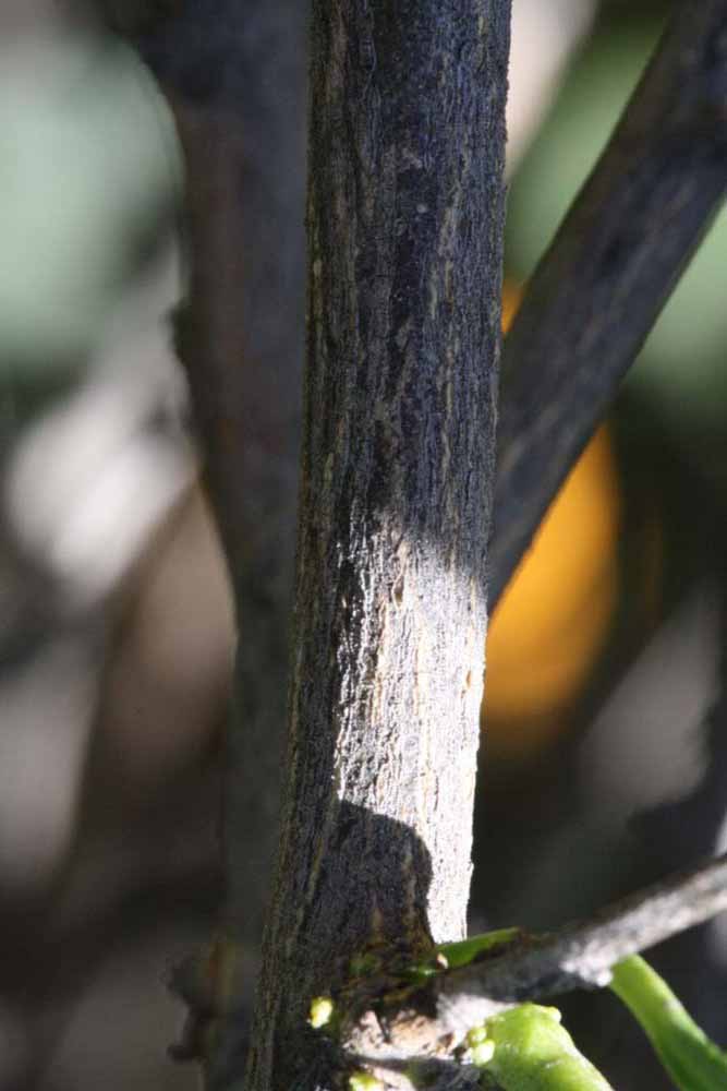            Second - third year twig (Riverside, CA)   